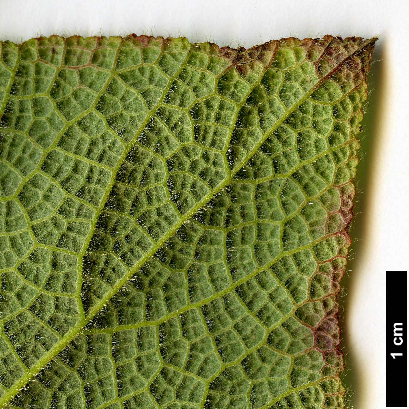High resolution image: Family: Rosaceae - Genus: Rubus - Taxon: maoershanensis